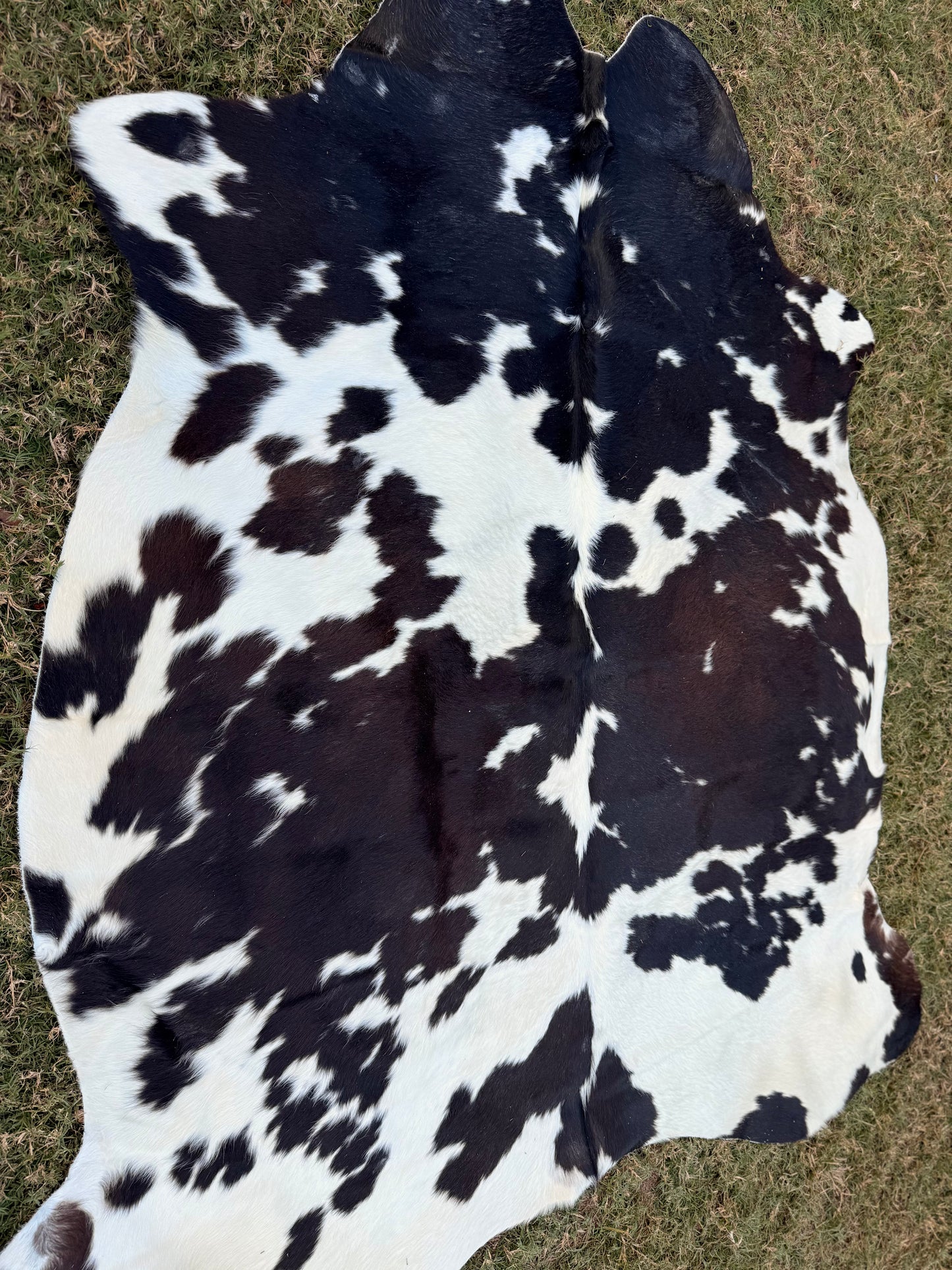 Exotic Full size cowhide rug - size 7'1”